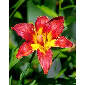 Red Lily  11 x 14 print